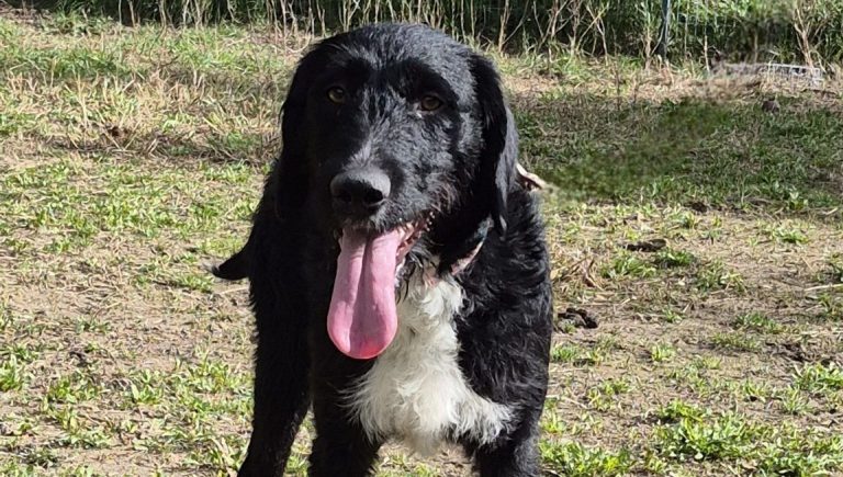 L&rsquo;Engagement d&rsquo;ICI Provence pour les Animaux Abandonnés