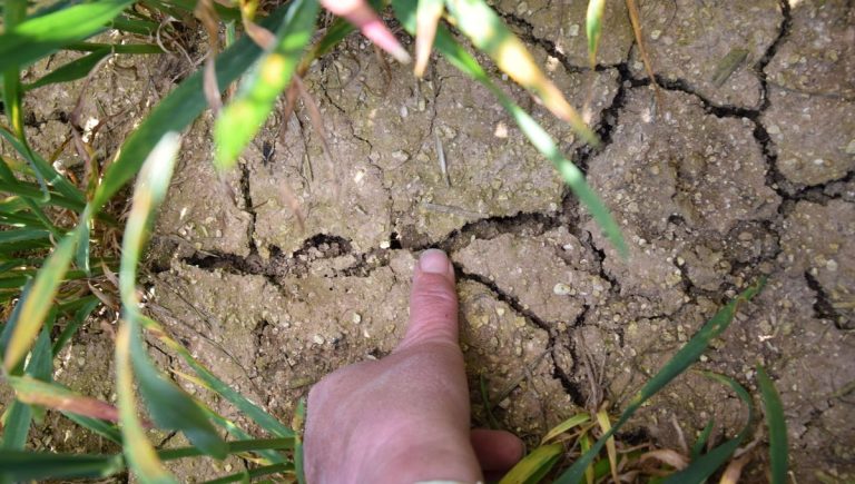 Pourquoi le Sud compte-t-il plus d&rsquo;arbres dans les champs que la Champagne-Ardenne ?