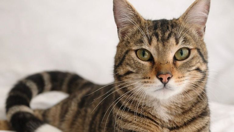 Patch, le chat tigré qui fait rougir d&rsquo;envie les politiciens