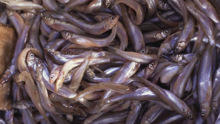 Pêche à l&rsquo;éperlan : entre nostalgie et désillusion