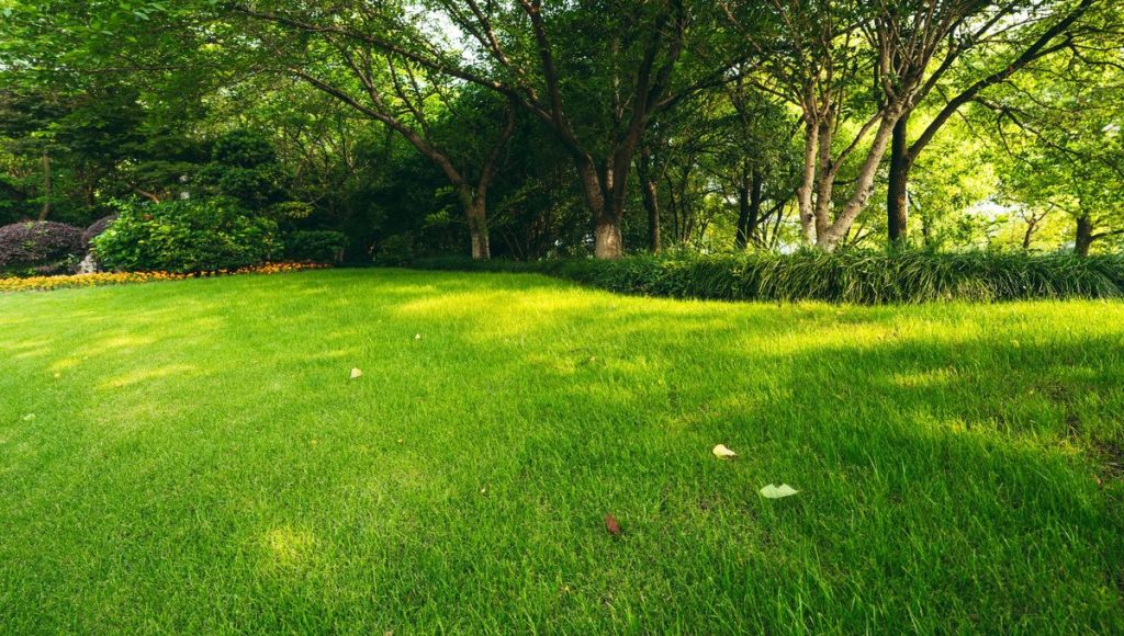 Démoussage du gazon : la solution n’est pas celle que vous croyez - ICI