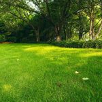 Démoussage du gazon : la solution n’est pas celle que vous croyez - ICI