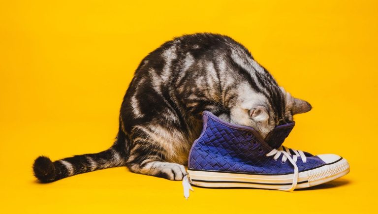 Ne jetez plus vos baskets préférées !