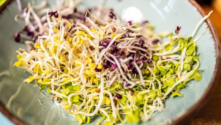Graines Germées : Un Atout Nutritionnel à Intégrer dans Son Alimentation