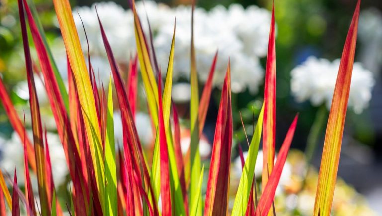 Des graminées qui font débat : l&rsquo;imperata, l&rsquo;acorus et l&rsquo;ophiopogon à l&rsquo;honneur
