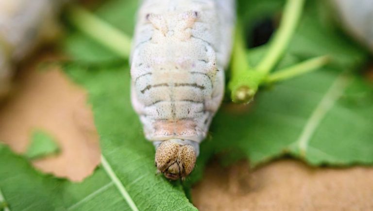 Pasteur développe le premier « geste barrière » à partir de vers à soie en France.