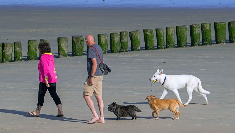 Les animaux de compagnie : antidépresseurs ou simples accessoires ?