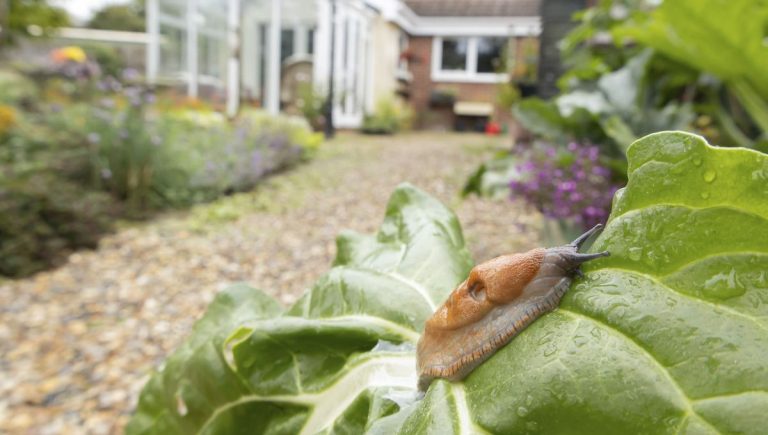 Limaces et escargots : la guerre des jardins