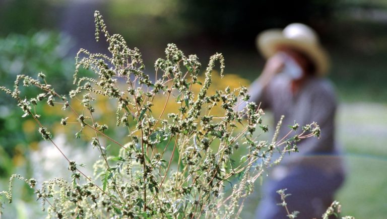Printemps 2023 : Delphine d&rsquo;Un Zest d&rsquo;Aroma propose des solutions naturelles contre les allergies.