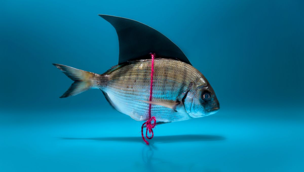 Pourquoi le 1er avril est devenu le jour des poissons et des farces - ICI