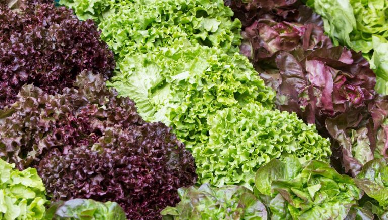 Une Émission entre Jardin et Cuisine Italienne