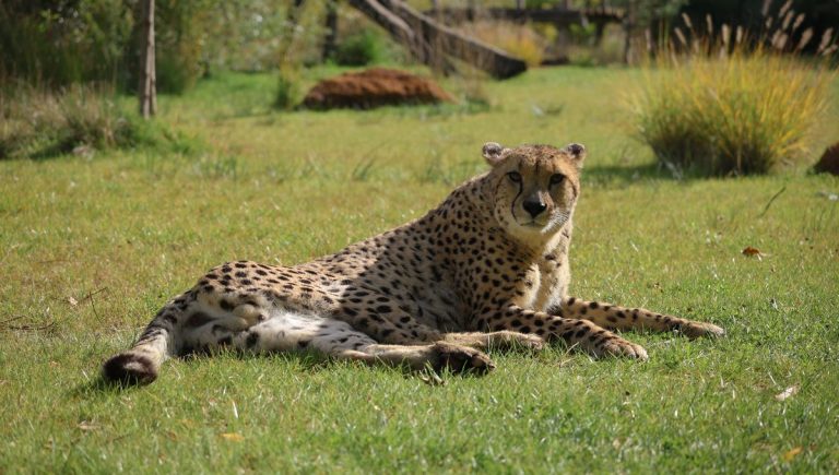 Lions et guépards : la nuit où le pouvoir s&rsquo;expose