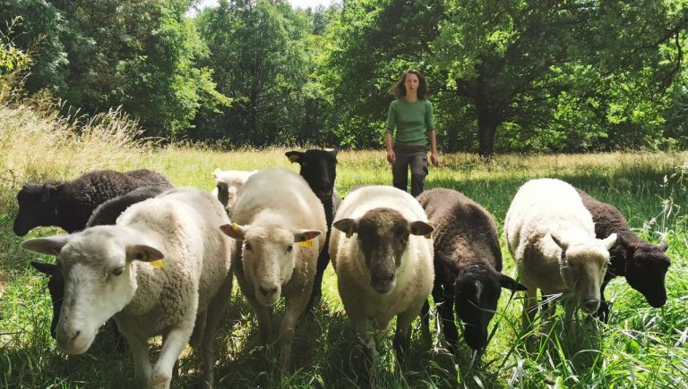 Quand les Moutons Remplacent les Machines : Une Révolution Silencieuse