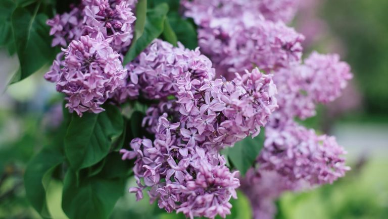 Quand la botanique devient un casse-tête : l&rsquo;énigme des noms de plantes