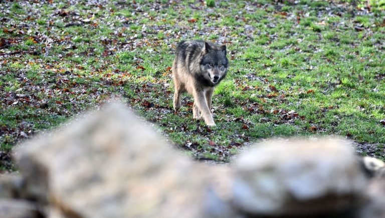 Loup y es-tu ? Une chasse à l&rsquo;absurde en Creuse