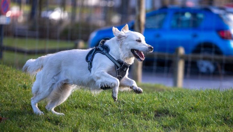 Les animaux du Mans vivent-ils vraiment mieux ? Analyse de la Fondation 30 Millions d&rsquo;Amis