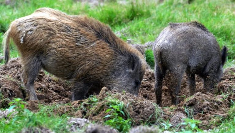 Chasseurs en détresse : quand la prolifération des sangliers devient un casse-tête financier