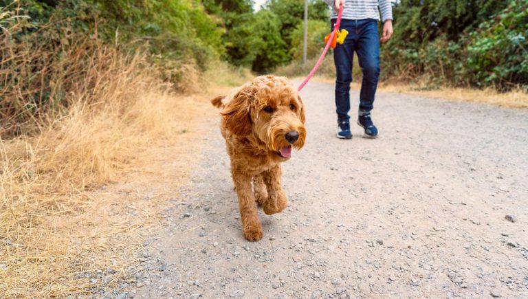 La Loi des Chiens : Quand la Nature Devient un Terrain de Jeu pour les Autorités