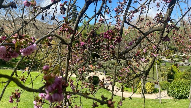 La gommose : Comprendre et prévenir ce phénomène sur les arbres fruitiers