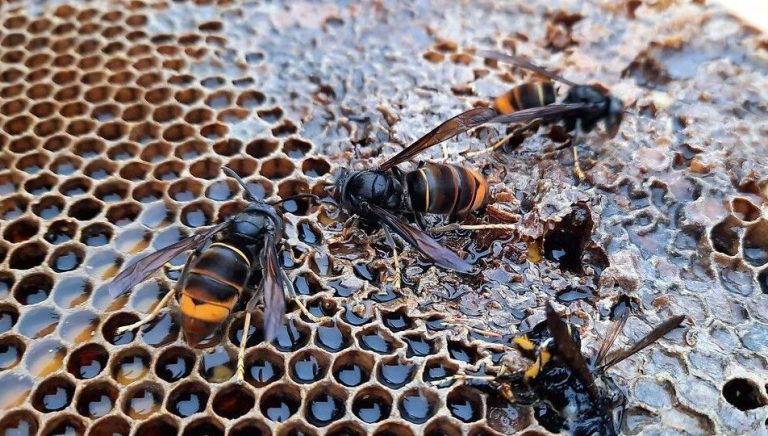 Alerte aux frelons asiatiques : la France renforce ses mesures de prévention et de lutte.
