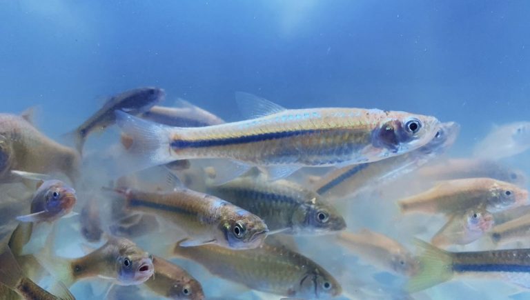 La pêche à la carafe : un retour aux sources ou un coup de vieux ?