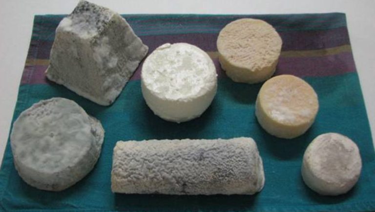 Découvrez les fromages de chèvre variés : un voyage gustatif à la ferme des Croq&rsquo;épines