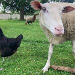 L&rsquo;URGC célèbre 25 ans d&rsquo;actions pour la biodiversité domestique en France avec Ânes et Poules.