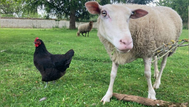 L&rsquo;URGC célèbre 25 ans d&rsquo;actions pour la biodiversité domestique en France avec Ânes et Poules.