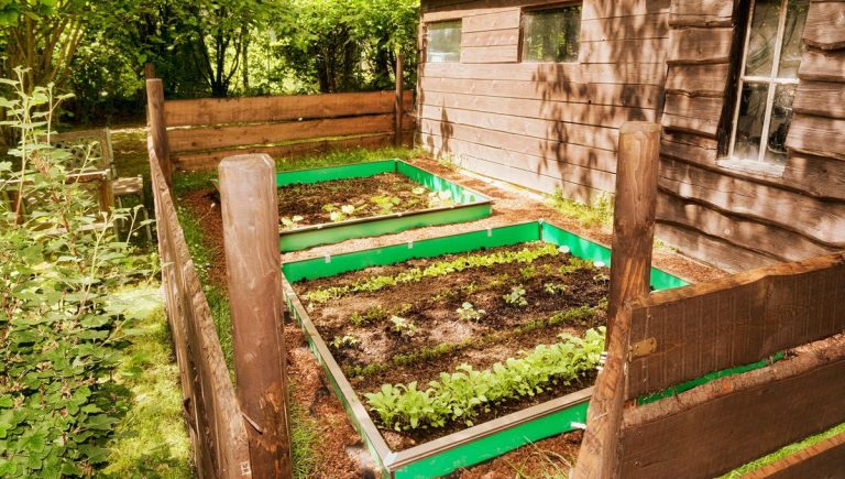Quand le jardinage devient politique : les légumes contre les extrêmes