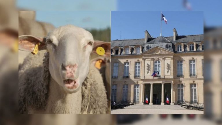 Traite des âmes : l&rsquo;Elysée brille, mais à quel prix humain ?!