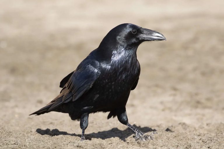 L&rsquo;Expérience Corvid Cleaning : Un Projet Innovant aux Limites Révélatrices