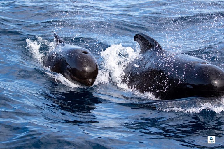 Les globicéphales noirs : un spectacle éphémère qui interroge notre rapport à la nature