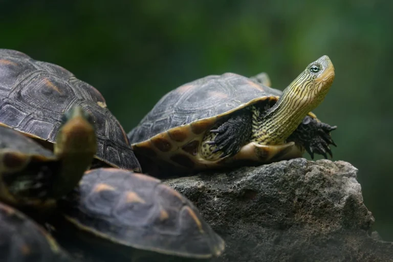 Des centaines de tortues laissées pour mortes dans un refuge du Sud-Ouest