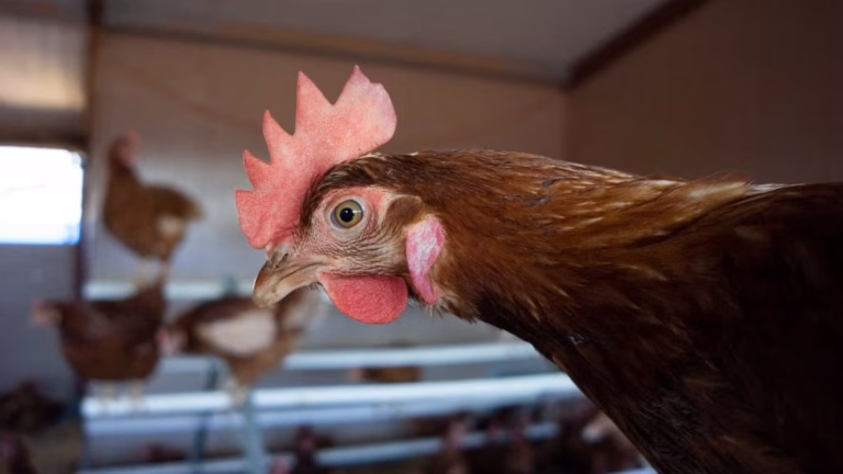 La Ferme du Pré : Entre Élevage Intensif et Illusion Bucolique