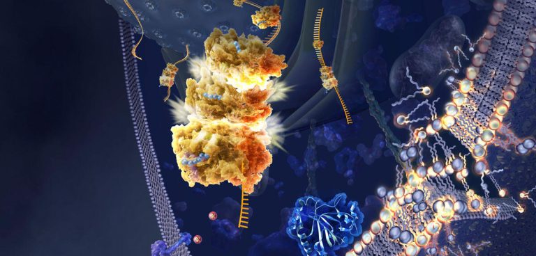 Une approche innovante contre le cancer : la ferroptose