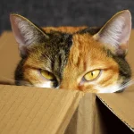 Un homme condamné pour avoir tenté d’envoyer son chat par La Poste