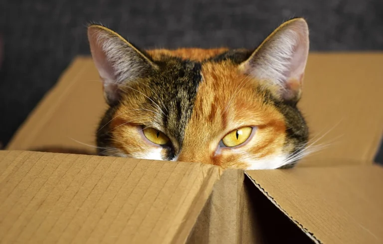 Un homme condamné pour avoir tenté d’envoyer son chat par La Poste