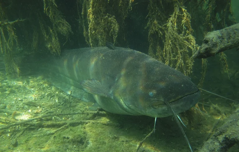 Un homme réellement avalé par un silure ? Décryptage d&rsquo;un deepfake surprenant