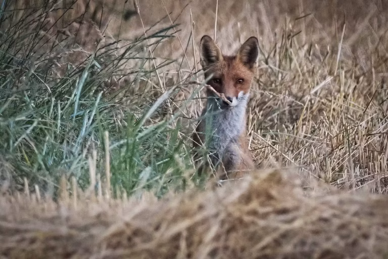 Destruction animale : l’absurdité d’une politique inacceptable
