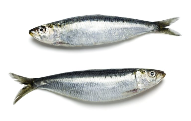 Sardine : un poisson aux multiples facettes, entre tradition et enjeux contemporains