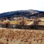 Tous les viticulteurs sinistrés indemnisés