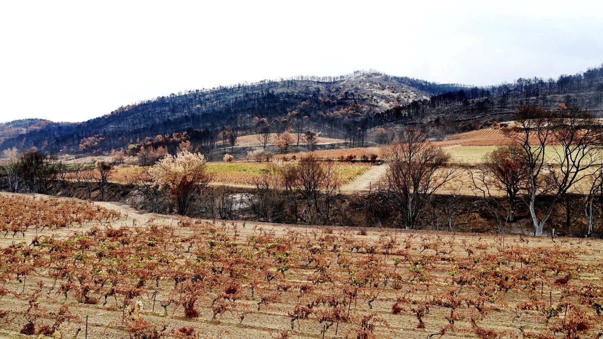 Tous les viticulteurs sinistrés indemnisés