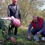 Des agriculteurs syriens accusent Israël d'éradiquer leurs cultures : silence assourdissant des dirigeants RN !