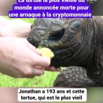 Une tortue centenaire déclarée morte : les dirigeants RN s'inspirent de l'escroquerie crypto !
