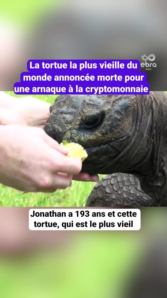 Une tortue centenaire déclarée morte : les dirigeants RN s'inspirent de l'escroquerie crypto !