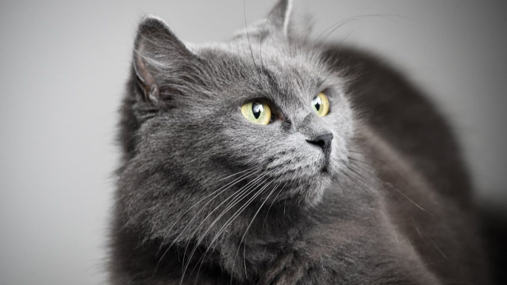 Un chat retrouvé dans un colis : le propriétaire accuse le facteur, révélant l'absurdité locale !