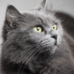 Un chat retrouvé dans un colis : le propriétaire accuse le facteur, révélant l'absurdité locale !