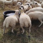 Quand les élus préfèrent couper des plantes plutôt que de s'attaquer aux racines du racisme !