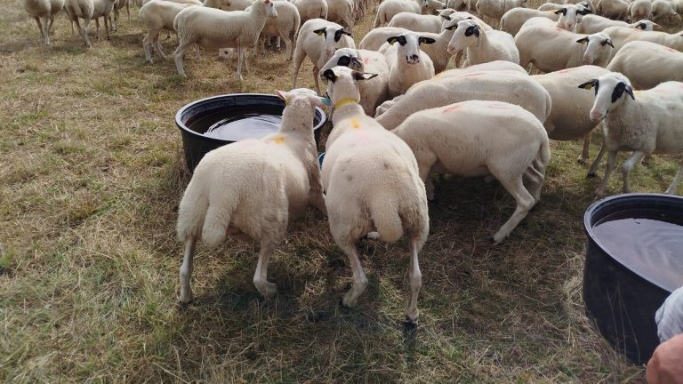 Quand les élus préfèrent couper des plantes plutôt que de s'attaquer aux racines du racisme !