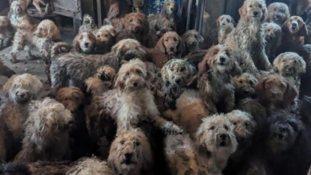 250 chiens dans une maison insalubre : un reflet des dérives des dirigeants extrêmes en RN !